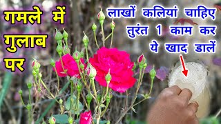 ये डाले लाखो गुलाब गमले मे । Rose Plant Fertilizer / Rose Plant Care / Rose Plant Grow / Care in win