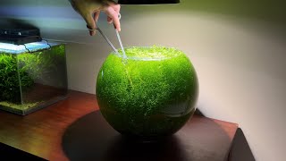 Trimming Aquatic Plants In a DENSE Nano Aquarium