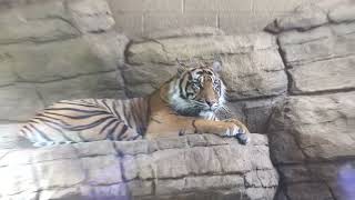 Asim and Gaysha, Asim, Sumatran Tiger Panthera Tigris Sumatrae, Tiger Territory, London Zoo, London