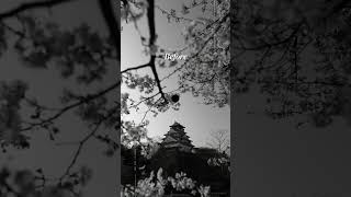 Before/After Adobe Lightroom Edit #9 - Osaka Castle Sakura