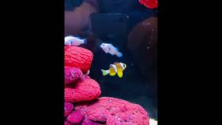 Visit suriya KLCC | underwater world in twin towers basement | aquarium | travelling vlog 12