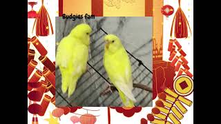 Super cute budgie twins lemon and cotton ♥️😊😍