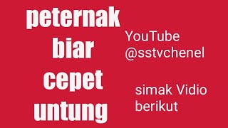 peternak biar cepet Untung@sstvchenel