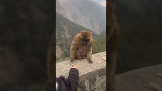 ستوريات قرد#2023 #قرد يهاجم#monkey#baby  #cutebaby #shorts short youtube