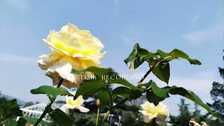 In the Garden, the Yellow Roses Bloom One by One