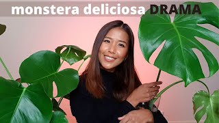 Monstera Deliciosa success and problems | How to fix brown spots on monstera deliciosa