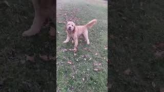 Cute Doodle! #goldendoodle #doodle #goldenretriever #poodle #dog #puppy #running #fetch #crazydog