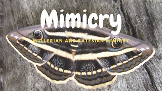 Mimicry || Mullerian and Batesian mimicry || Prey Predator Interaction