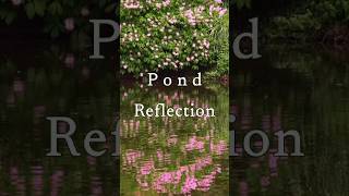 Pond Reflection #healingmusic #naturemusic #nature #sleepmusic #relaxingmusic #mindrelaxing #ponds