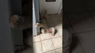 GoldenDoodle Funny Moment