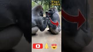 gorilla VS gorilla fight 🦍🦍 #shorts