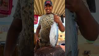 Masterful Tuna: Attractive! 🔴 Live Tuna Fish Cutting Skills Extravaganza Fish Cutting