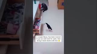 Bro trained his bird 😂😂 #shorts #funny #funnyvideo