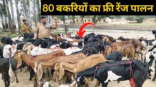 बिना फार्म के 80 बकरियों का फ्री रेंज पालन Free Range Bakari Palan #goatfarming