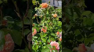 German Kordes rose 'Floral Fairy Tale'. #shortsfeed #shortvideo #flower #rose #nature #gardentour