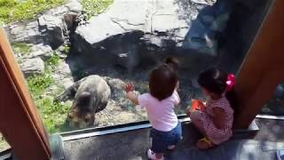 Grizzly bears at Central Park Zoo, NY.  紐約中央公園動物園