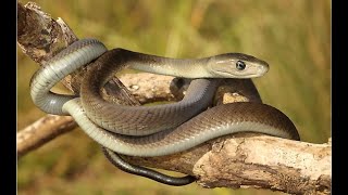 Do you know why black mamba is called black mamba | Black Mamba | Black Mamba facts in Hindi | Snake