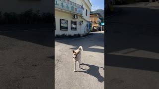 Dog approaches me on the street