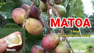 POKOK MATOA 3 RASA | JOM PETIK