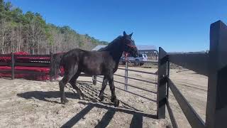 Friesian Percheron