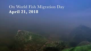 World Fish Migration Day -River Herring