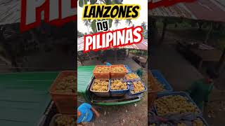 Lanzones ng pilipinas #agriculture #agriculture #fruit farminginthephilippines