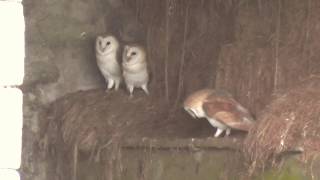 Five barn Owls feeding and one takes a fall?   7.8.17.