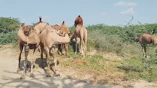 The Tranquil Beauty of Camels in the Desert || Camel Herds Beautiful View of Camels in Desert