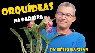 Cultivo de Orquídeas em João Pessoa - Paraíba