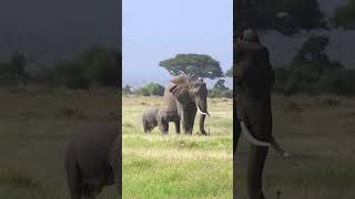 The King And Queen Of Amboseli National Park