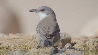 Orphean warbler drinking (Curruca crassirostris)