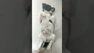 A CUTIE DOG IMMITATING HUMAN #shorts #shortsvideo #shortvideo #short