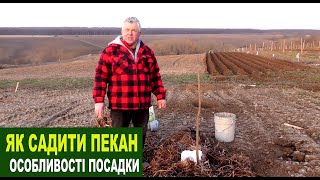 №195 Посадка саджанця пекана: що робити, щоб добре прижився