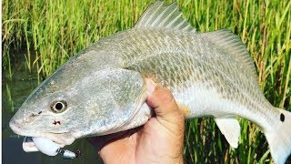 REDFISH in SUPER SHALLOW water