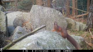 A red squirrel in Donard forest