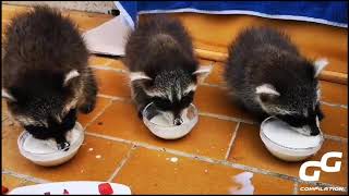 Best Racoon Pranks of 2020