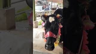 Sahiwal Cattle In Pakistan,Sahiwal Bull Qurbani,Sahiwal Bachra Farming For Eid,Biggest Sahiwal Bull