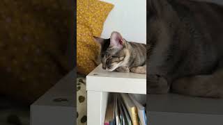 Kitten Sleeping with Suspended Head, Mar 24