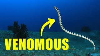 Sea Snake Facts YOU Didn't Know