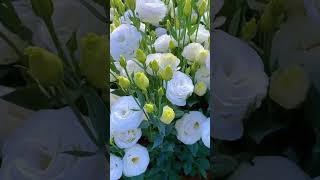 White Eustoma Represents Pure Love | True Nature | Beautiful |