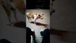 Bhookh🥺 Story of Strays.. ||Dhenkanal 🚈 Station📍||