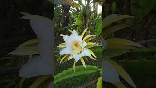 dragon fruit flower