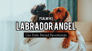 Labrador Angel | Audio Reading | Our Daily Bread Devotional