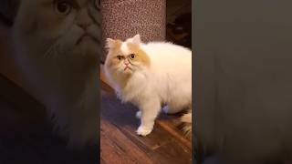 #93 Cute Cat videos 😻😻 #fails #funny #moments #reels