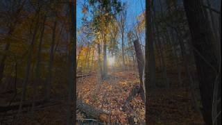 Toronto Autumn #shorts #toronto #fall #colors #ontario #autumn