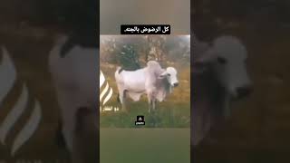 شاهدو ماذا يفعلن الموحدات الصعسلميات امام الرجال 😂