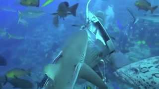 Shark Feeding on Osprey Reef, Coral Sea, Australia