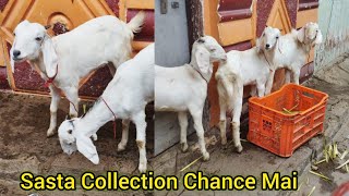 Saste Desi Bakriyo Ka Collection | Talab Katta Hashim Bhai Ki kapdon Ki Dukaan | Hyderabad