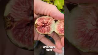 Ficus carica 'Terza' #feigen #fruit #feigenbaum #fig