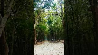 PILIBHIT Tiger Reserve || #uttarpradesh tarPradesh || #pilibhit #forest #jungle #india